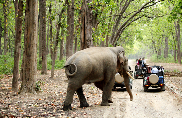 jim corbett image